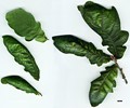 SpeciesSub: Heterophylla Group 'Cucullata' SpeciesSub: Heterophylla Group 'Cucullata'